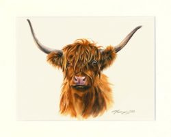 Highlandrind 01
