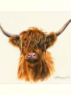 Highlandrind 01