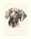 Weimaraner 04