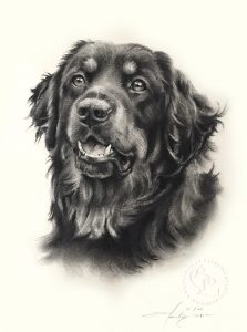 Hundeportrait Zeichnung