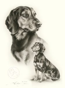 Hundeportrait Zeichnung