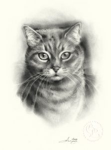 Katzenportrait Zeichnung