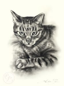 Katzenportrait Zeichnung