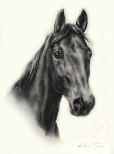 Pferdeportrait Zeichnung