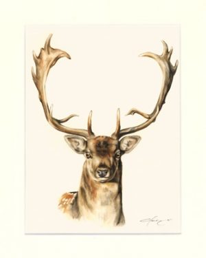 Damhirsch