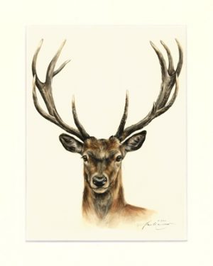 Hirsch