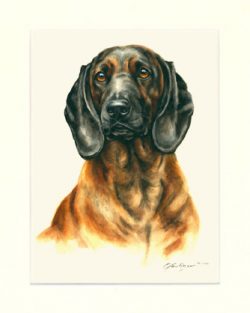 Bayerischer Gebirgsschweisshund 04