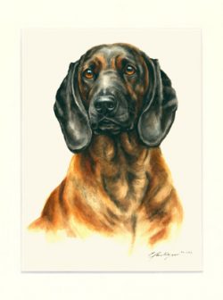 Bayerischer Gebirgsschweisshund 04