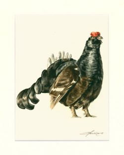 Birkhahn