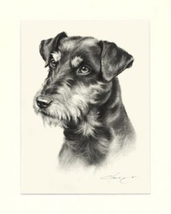 Deutscher Jagdterrier 03