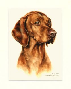 Magyar Vizsla 04