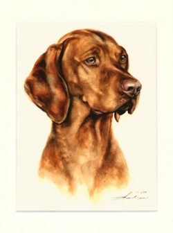 Magyar Vizsla 04