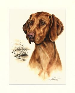 Magyar Vizsla 05