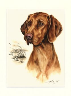 Magyar Vizsla 05