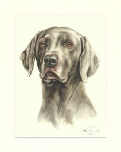 Weimaraner 09