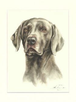 Weimaraner 09