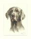 Weimaraner 09