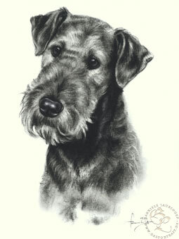 Airedale Terrier