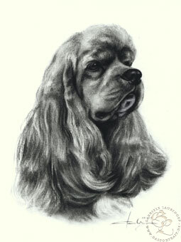 American Cocker Spaniel