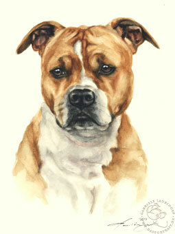 American Staffordshire Terrier