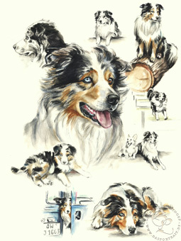 Australian Shepherd