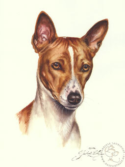 Basenji