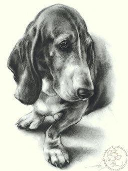 Bassethound