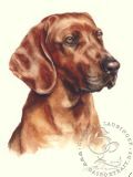 Bayerischer Gebirgsschweisshund