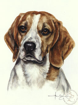 Beagle