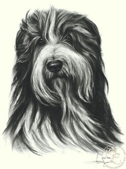 Bearded Collie