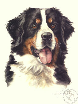 Berner Sennenhund