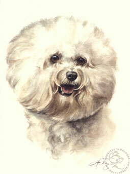 Bichon Frisé