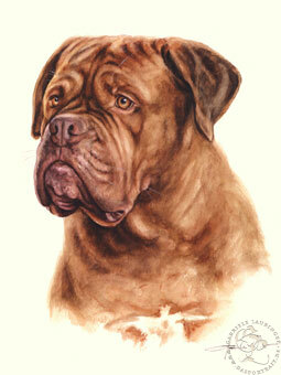 Bordeauxdogge