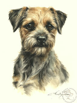 Border Terrier