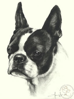 Boston Terrier