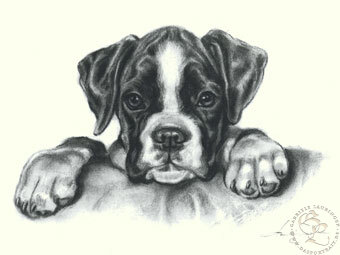 Boxer