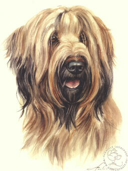 Briard