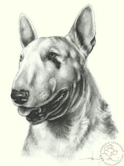 Bullterrier