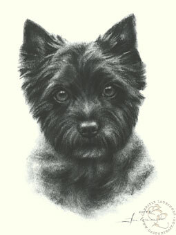 Cairn Terrier