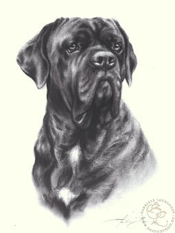 Cane Corso
