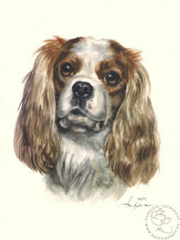 Cavalier King Charles Spaniel