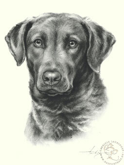 Chesapeake Bay Retriever