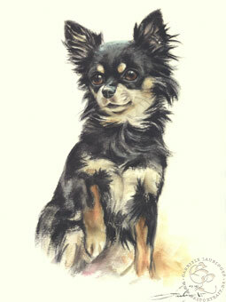 Chihuahua