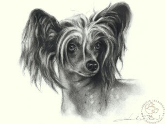 Chinese Crested