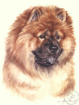 Chow Chow