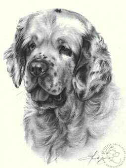 Clumber Spaniel