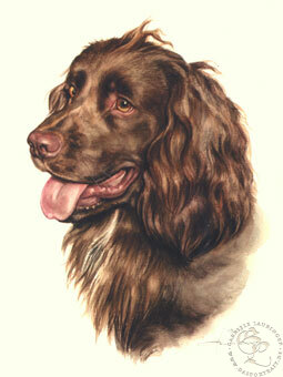 Cocker Spaniel