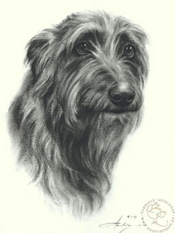 Deerhound