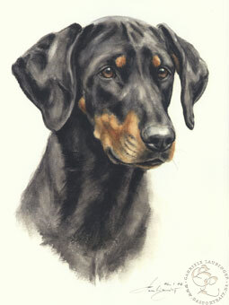 Dobermann