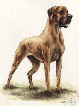 Deutsche Dogge